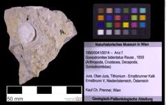 Foto (Objekt + Etiketten) von Goniodromites bidentatus (Reuss, 1859) (NHMW-GEO-1990-0041-0014)